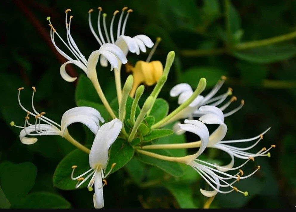 White Honeysuckle Vine Live Plant 1-3 ft Bare Root Lonicera japonica Fragrant Climber, Pollinator Attracting
