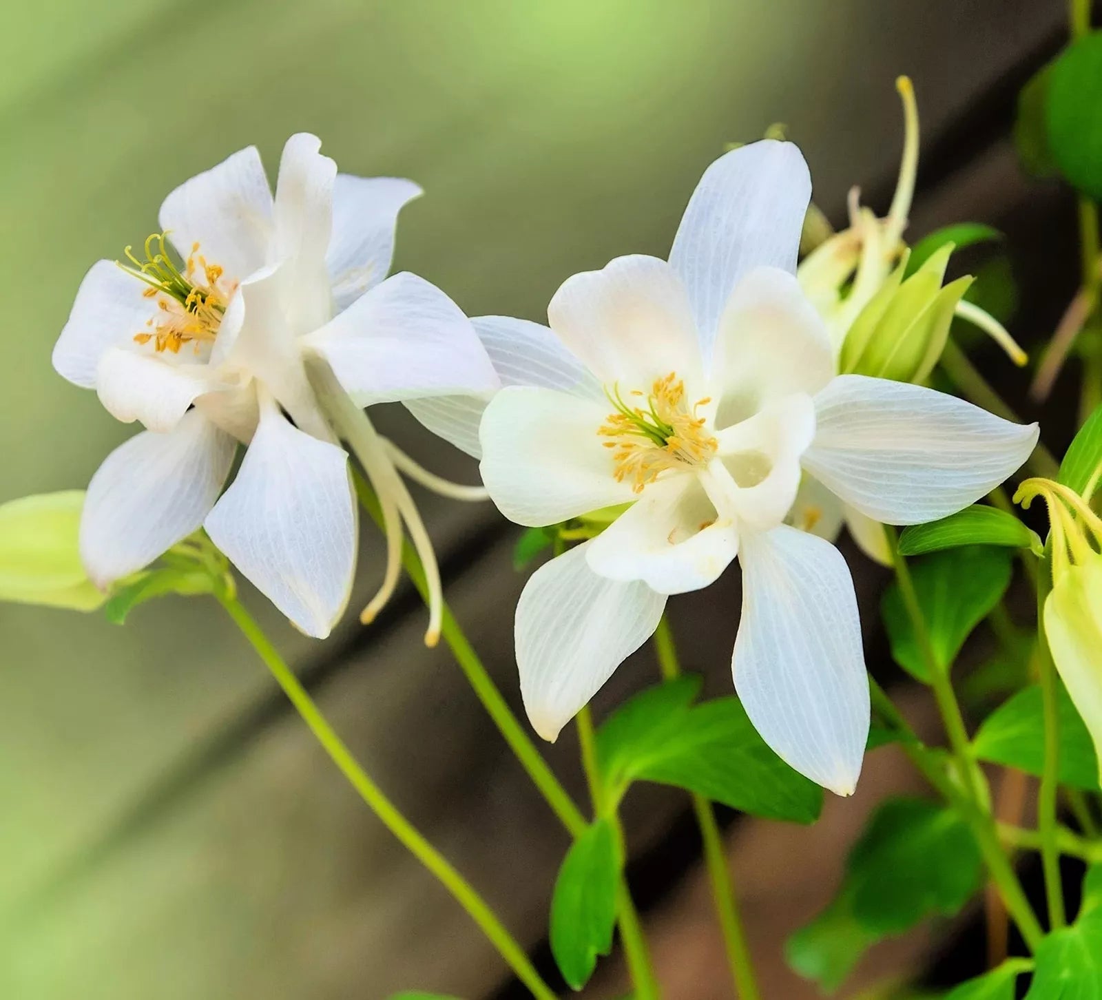 Columbine Seeds for Planting - Crystal White Variety - Aquilegia caerulea - Wildflowers for Shade Gardens