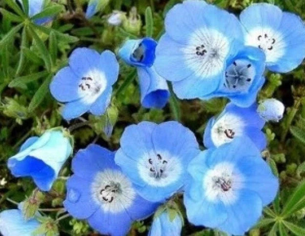 Baby Blue Eyes Seeds - 100 Pack - Nemophila menziesii - Easy to Grow Garden Flower Seeds for Borders & Containers