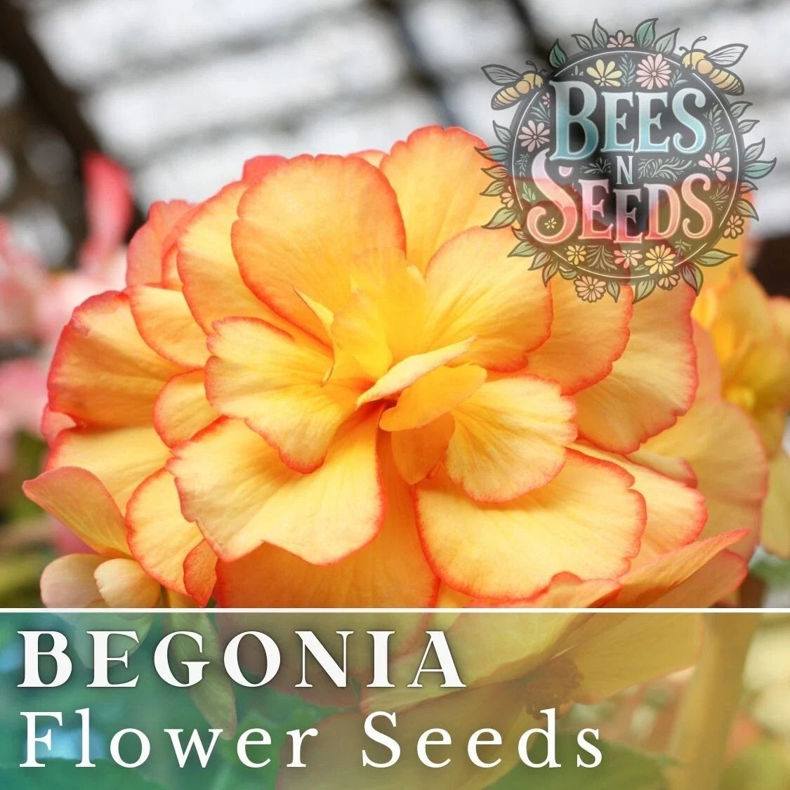 Radiant Opal Begonia Seeds - Non-GMO Flower Seeds for Indoor & Garden Growth - Begonia x tuberhybrida