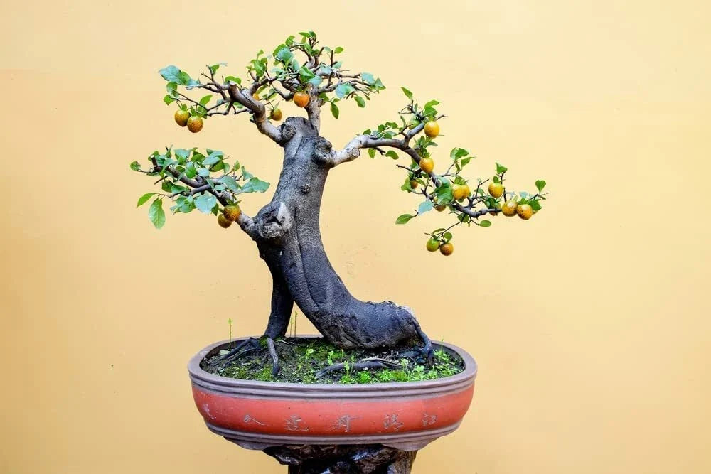Persimmon Bonsai Tree Seeds - 10 Pack - Diospyros kaki - Dwarf, Compact Growth, Edible Fruit, Made in USA