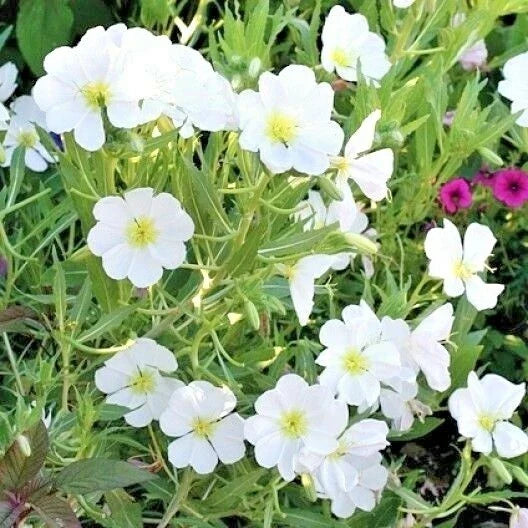 300+ Pale Evening Primrose Flower Seeds | Drought-Tolerant Wildflower Groundcover | Oenothera pallida Seeds