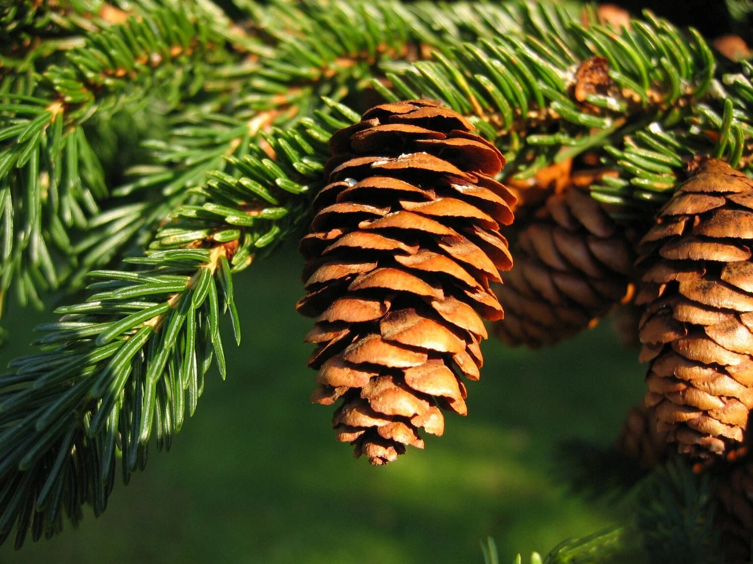 Red Spruce Seeds Pack of 50 | Picea rubens Evergreen Conifer for Reforestation & Gardening