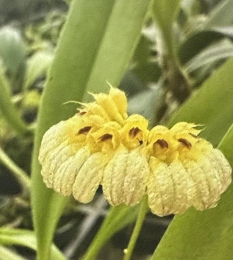 Bulbophyllum Auratum Orchid Plant in 2-Inch Pot – Exotic Tropical Flowering Orchid, Epiphytic, Easy Care, Indoor Garden