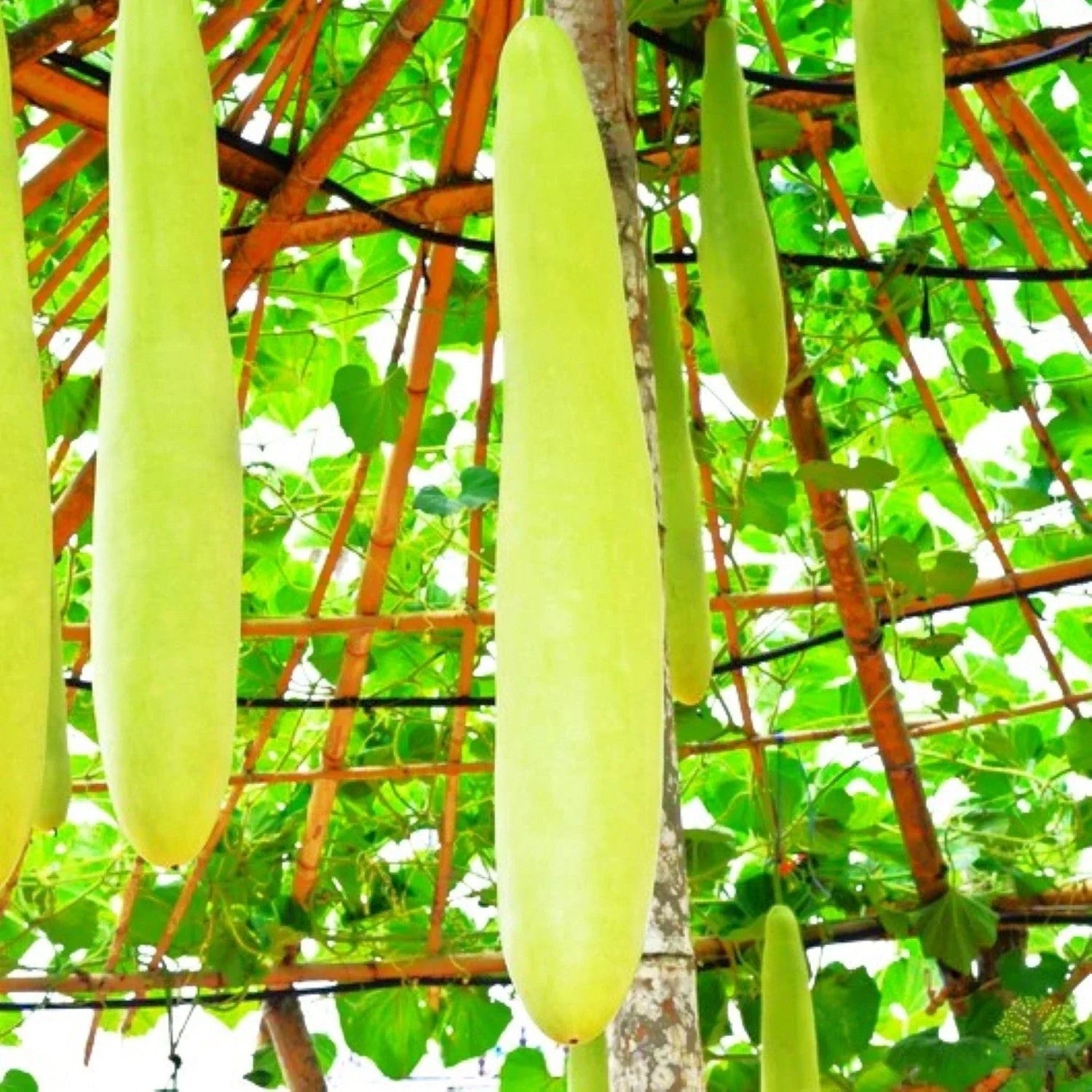 Nam Tao Ngam Long Bottle Gourd Seeds – Hybrid Cucurbita Maxima for 2025 Planting, Vining, Full Sun, 50 Seeds