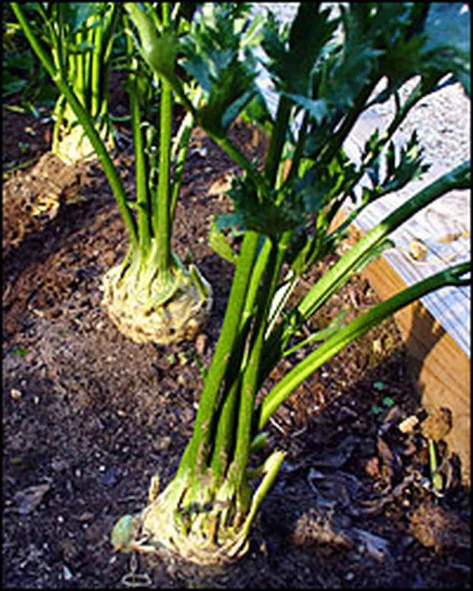 Giant Prague Celeriac Seeds - 200 Count, Apium graveolens var. rapaceum, Flavorful Roots for Home Gardening, Non-GMO, Easy to Grow