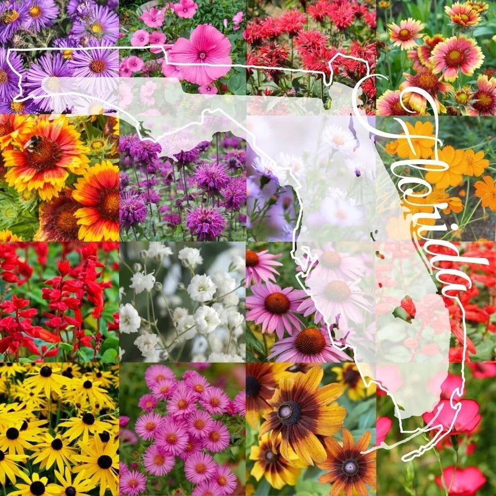 Northern Florida Wildflower Seed Mix 1 Pound Bulk - Covers 2,000 sq ft, Native Eco-Friendly Seeds