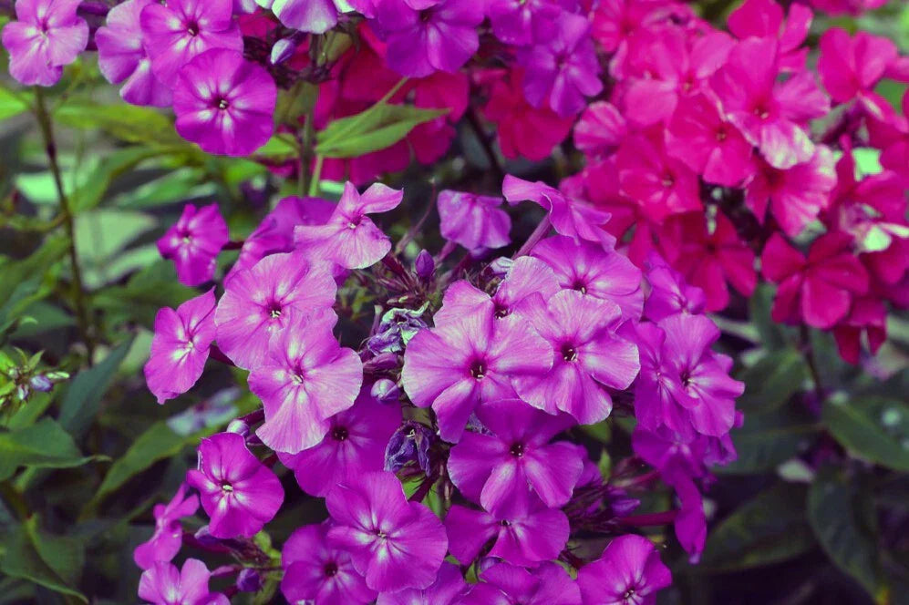 Le Mahdi Phlox Seeds - 100+ Phlox paniculata Seeds for Garden - USA Quality