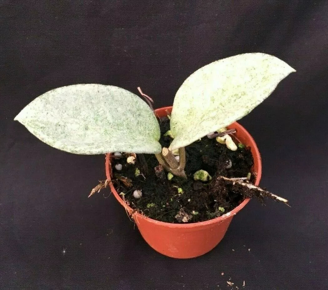 Rare Hoya Carnosa 'Nova Ghost' Rooted Plant in 2.5" Pot, Unique Silvery-Green Foliage, Easy Care Indoor Houseplant
