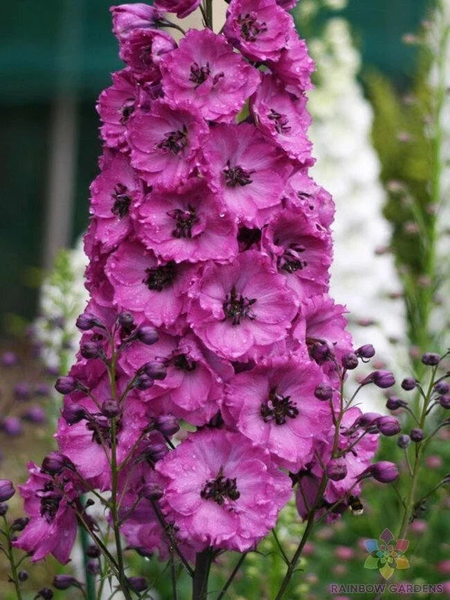 Pink Punch Delphinium Seeds – 200 Non-GMO Flower Seeds for Garden, Borders & Cut Flowers – Delphinium elatum, USA Grown