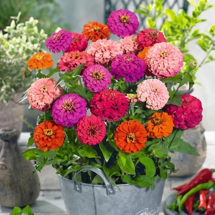 Pulcino Mix Zinnia Seeds - 100+ Colorful Garden Flowers - Zinnia elegans - Easy to Grow, Pollinator Attracting, USA Free Shipping