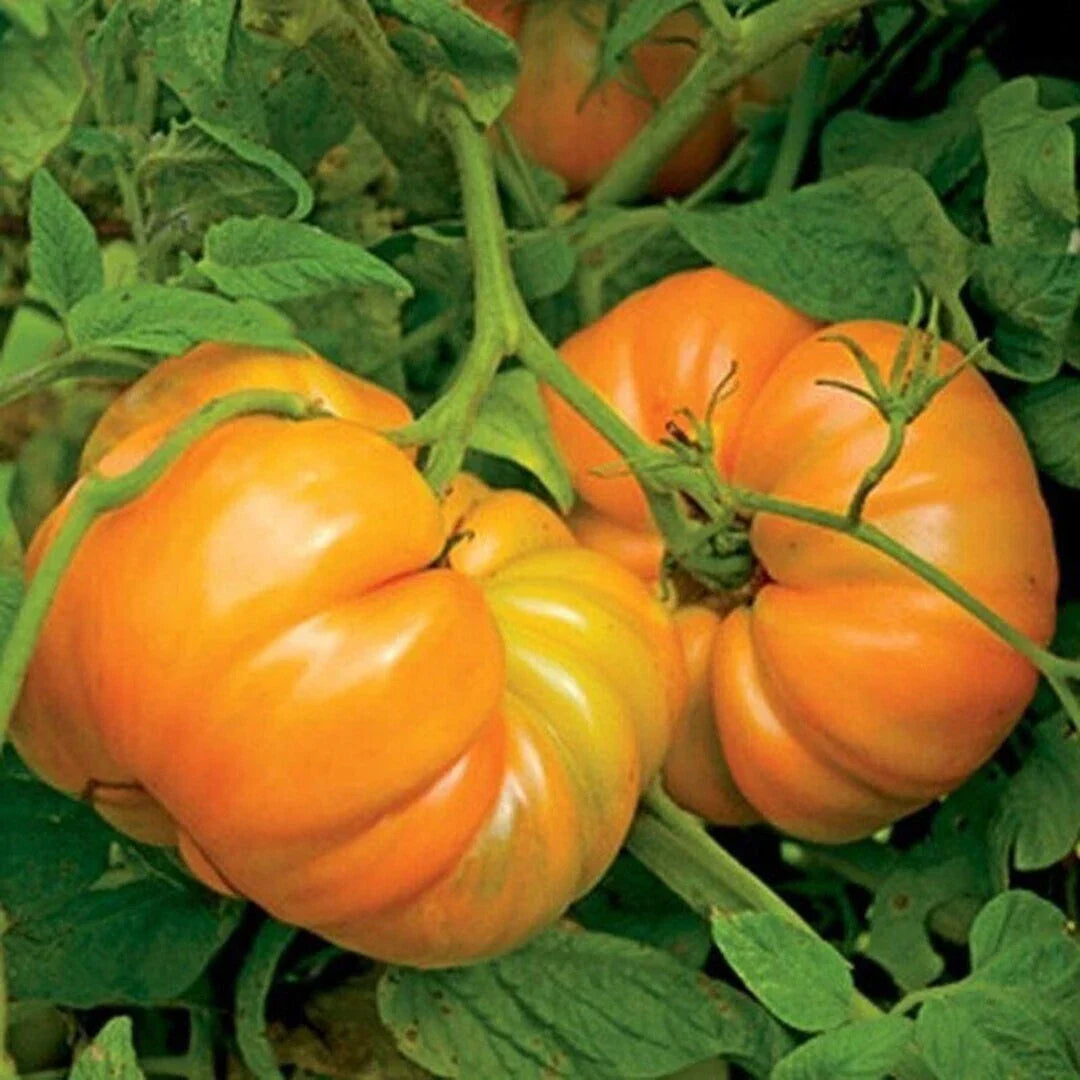 Kellogg's Breakfast Tomato Seeds 50 Ct Heirloom NON-GMO Vegetable Seeds