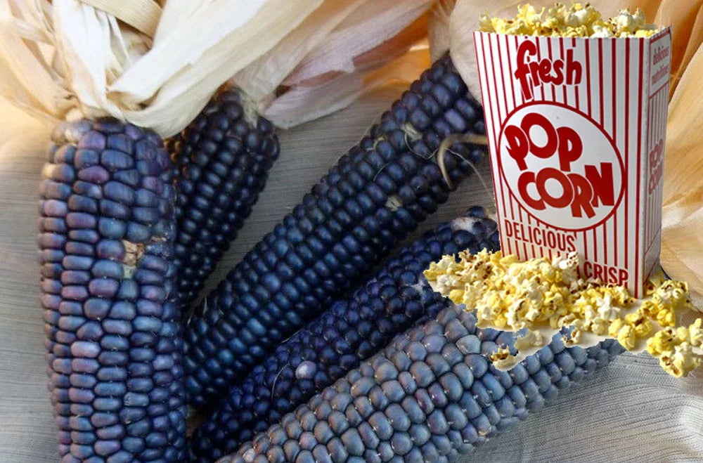 Shaman's Blue Popcorn Seeds - 30+ Heirloom Zea mays everta for Home Gardening