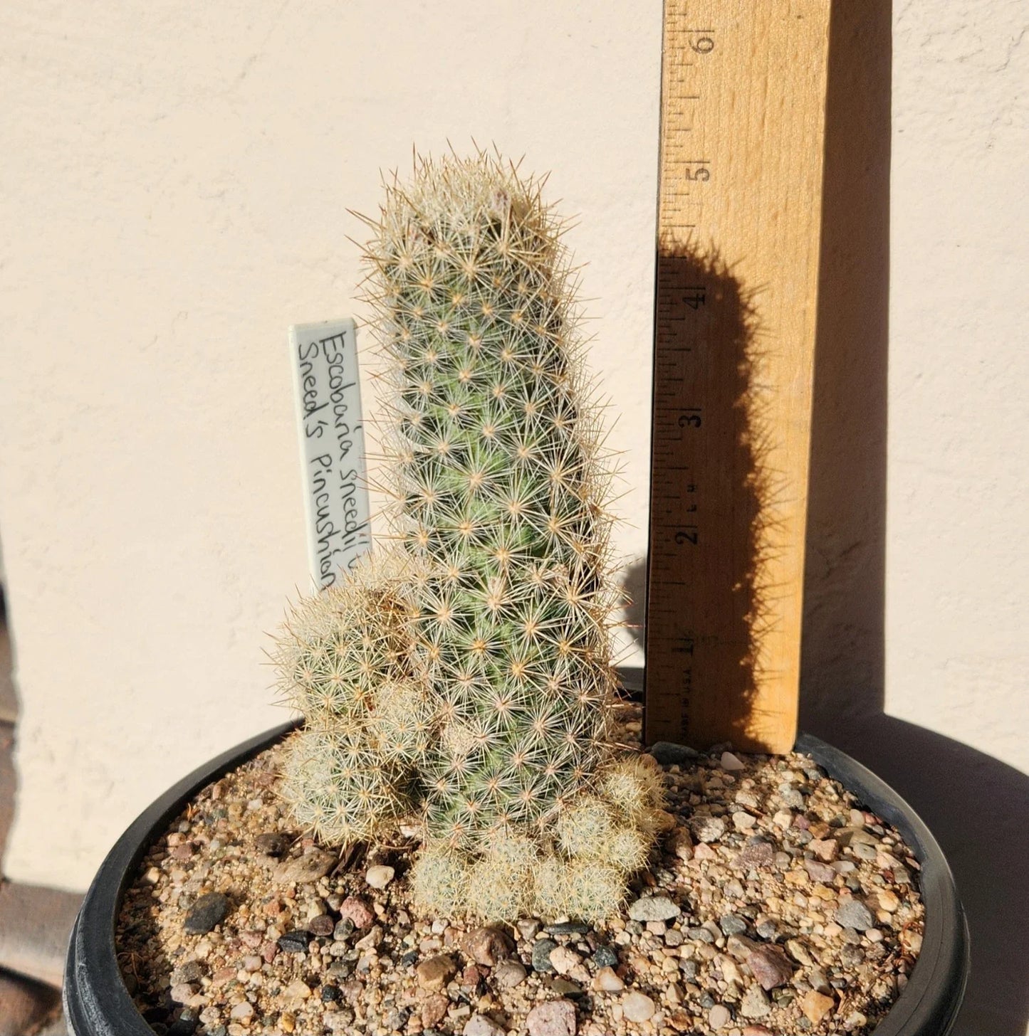 Sneed's Pincushion Cactus Live Plant – Escobaria sneedii var. sneedii – Succulent for Indoor & Outdoor Gardens