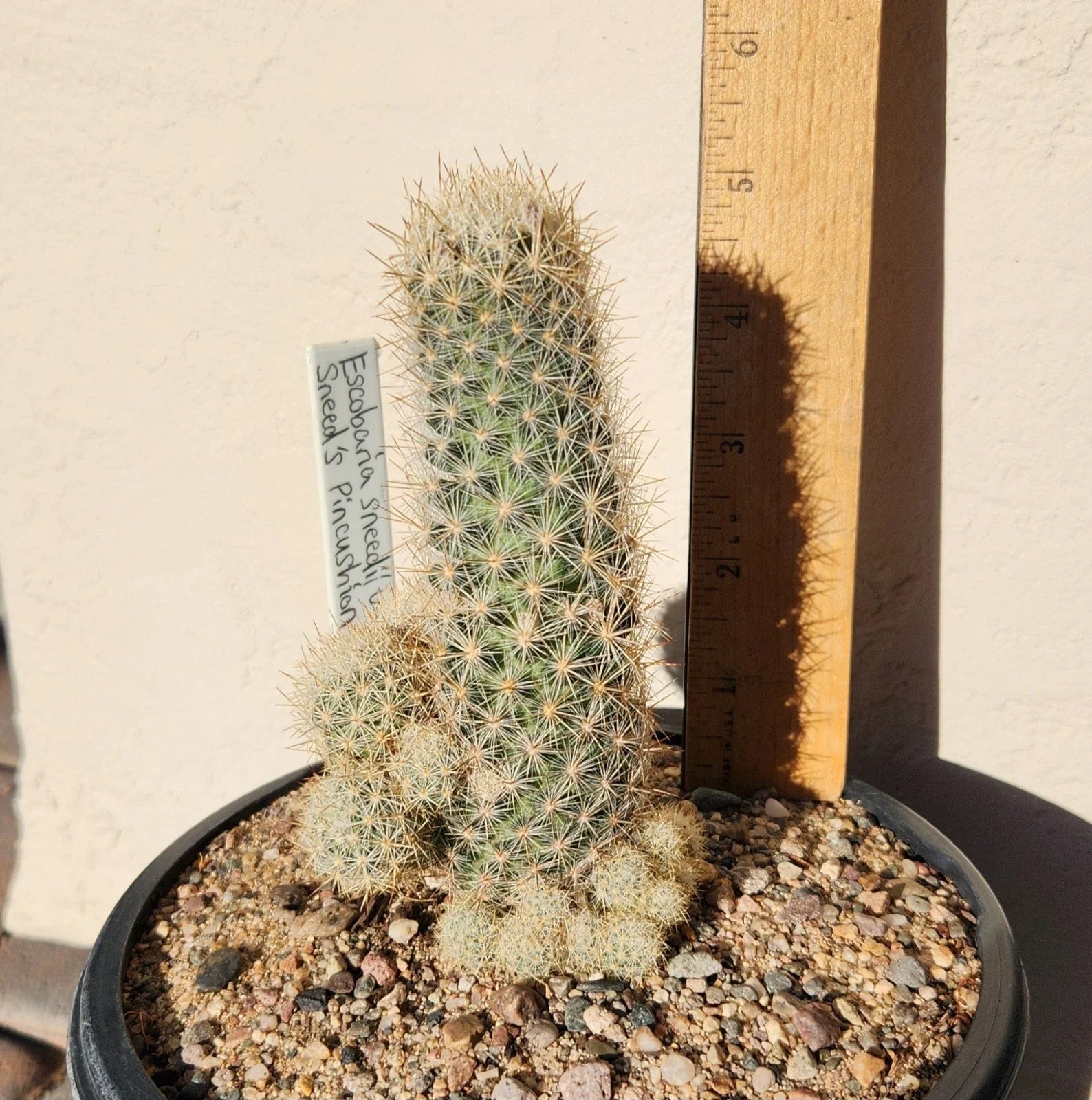 Sneed's Pincushion Cactus Live Plant – Escobaria sneedii var. sneedii – Succulent for Indoor & Outdoor Gardens