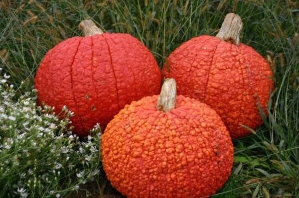 Red Warty Thing Pumpkin Seeds - 10 Pack, Cucurbita pepo, Unique Warted Skin, Fall Decor & Culinary, Easy to Grow