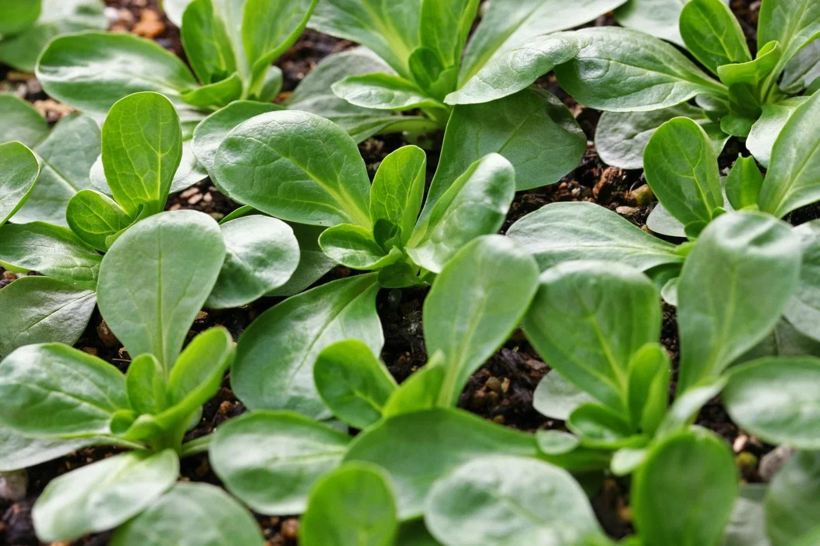 Corn Salad Seeds 300+ Pack - Mache, Lamb's Lettuce - Heirloom Valerianella locusta, Edible Greens, Garden, Patio