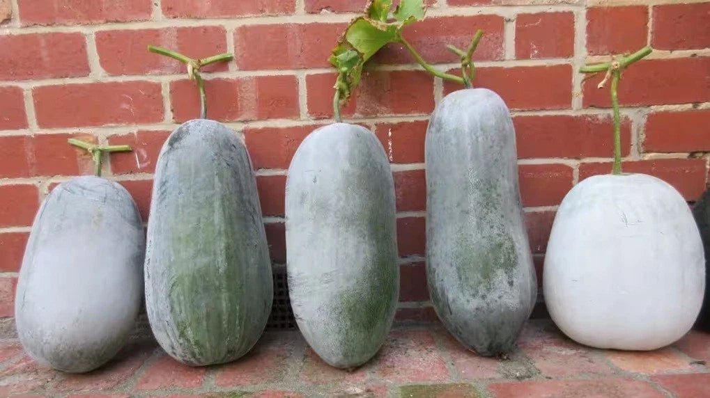 Winter Melon Seeds Mix - Hairy, White & Green Skin, Fuzzy Wax Gourd, Benincasa hispida Vegetable Garden Seeds