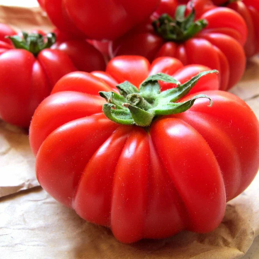 Costoluto Genovese Tomato Seeds - Italian Ribbed NON-GMO Heirloom for Home Gardening