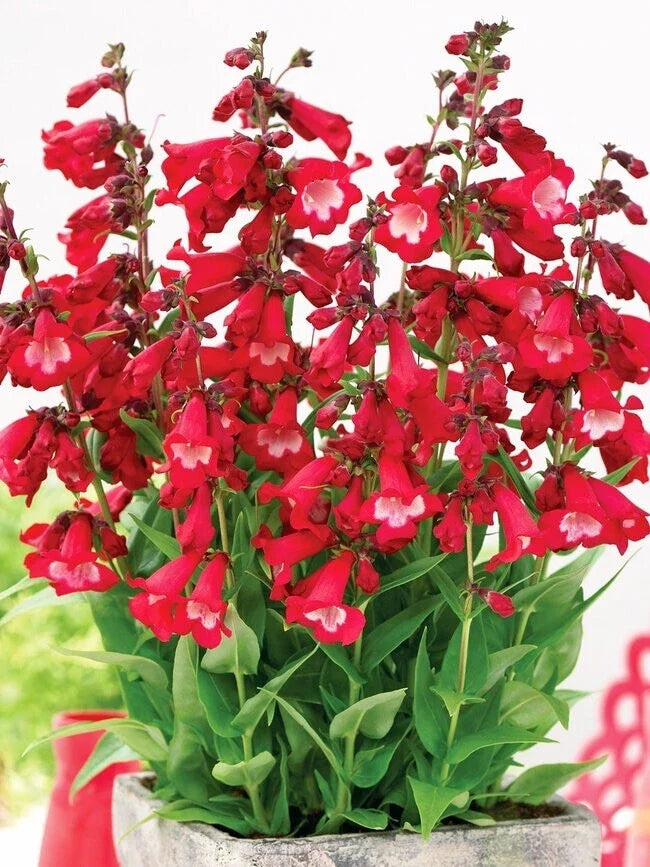 Penstemon Seeds - Eatons Red Hummingbird Perennial Beardtongue - 250 Non-GMO Flowering Plant Seeds for Garden