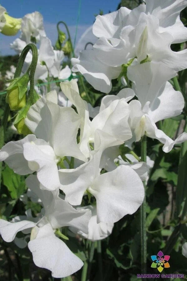White Supreme Sweet Pea Seeds - Fragrant Climbing Flower for Garden, Fences, Trellises | Lathyrus odoratus | 50 Seeds