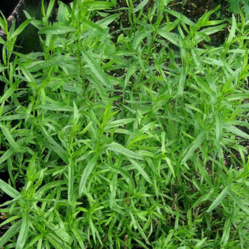 Russian Tarragon Seeds | 1,500 Heirloom Non-GMO Seeds | Artemisia dracunculus