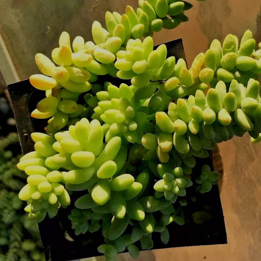 Sedum Burrito Cuttings - Burro’s Tail, Baby Donkey Tail, Succulent Propagation, Trailing Plant, Sedum morganianum, 2 Pack