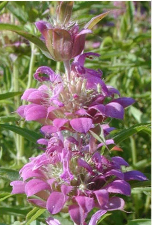 Lemon Mint Seeds - Purple Variety, 1200 Seeds, Attract Hummingbirds, Monarda citriodora Herbaceous Perennial