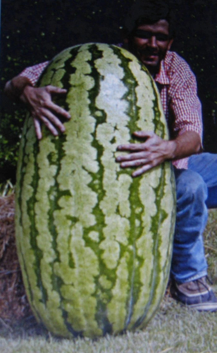 Competition Watermelon Seeds - 5 Pack, Cross Hybrid, Juicy, Sweet, Lycopene Rich, Citrullus lanatus