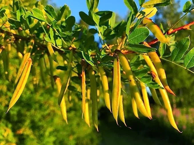 Siberian Peashrub Seeds for Planting - 30 Seeds - Attractive Bush with Yellow Flowers - Caragana arborescens
