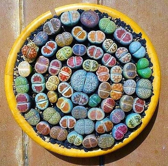 Mixed Lithops Succulent Seeds - Pseudotruncatella Variety for Indoor Gardens, Drought Tolerant, Low Maintenance, 100 Seeds