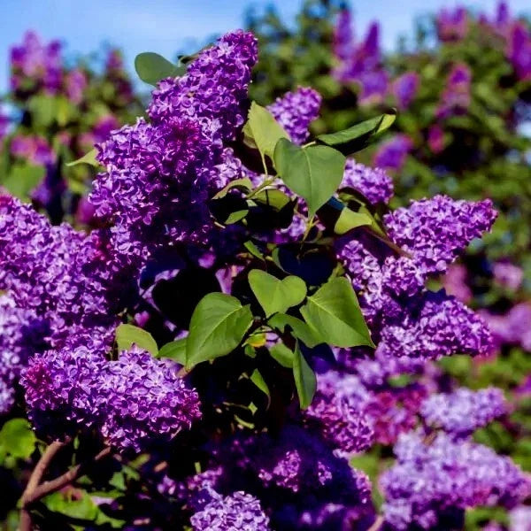 Common Lilac Tree Seeds - 20 Purple Flower Seeds - Fragrant Syringa vulgaris Hardy Perennial for Garden Landscaping