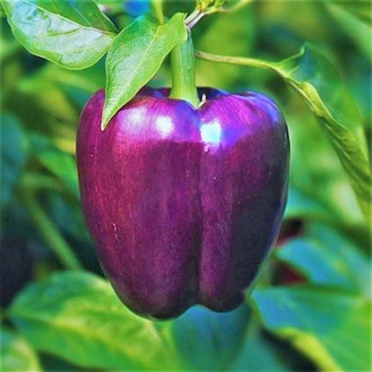 Purple Beauty Bell Pepper Seeds - 100+ Capsicum annuum for Home Garden, Container Growing, 2025 Planting