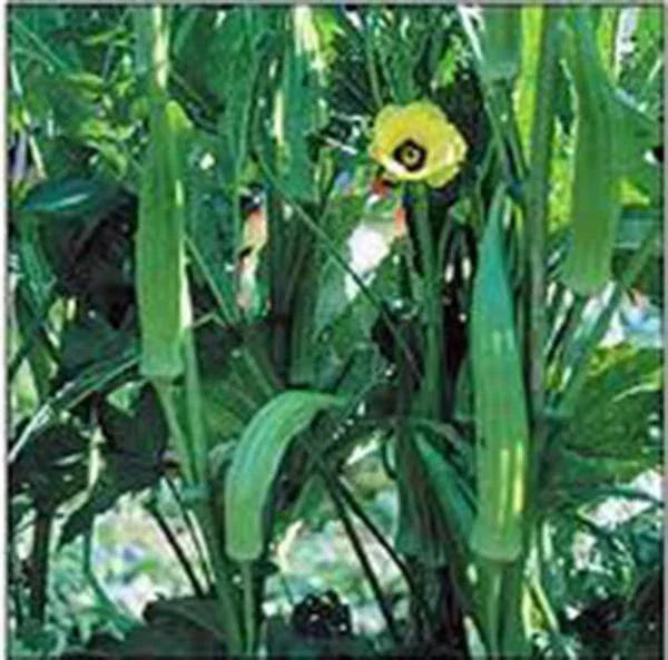 Okra Seeds Heirloom Clemson Variety Non-GMO 100 Seeds Abelmoschus esculentus