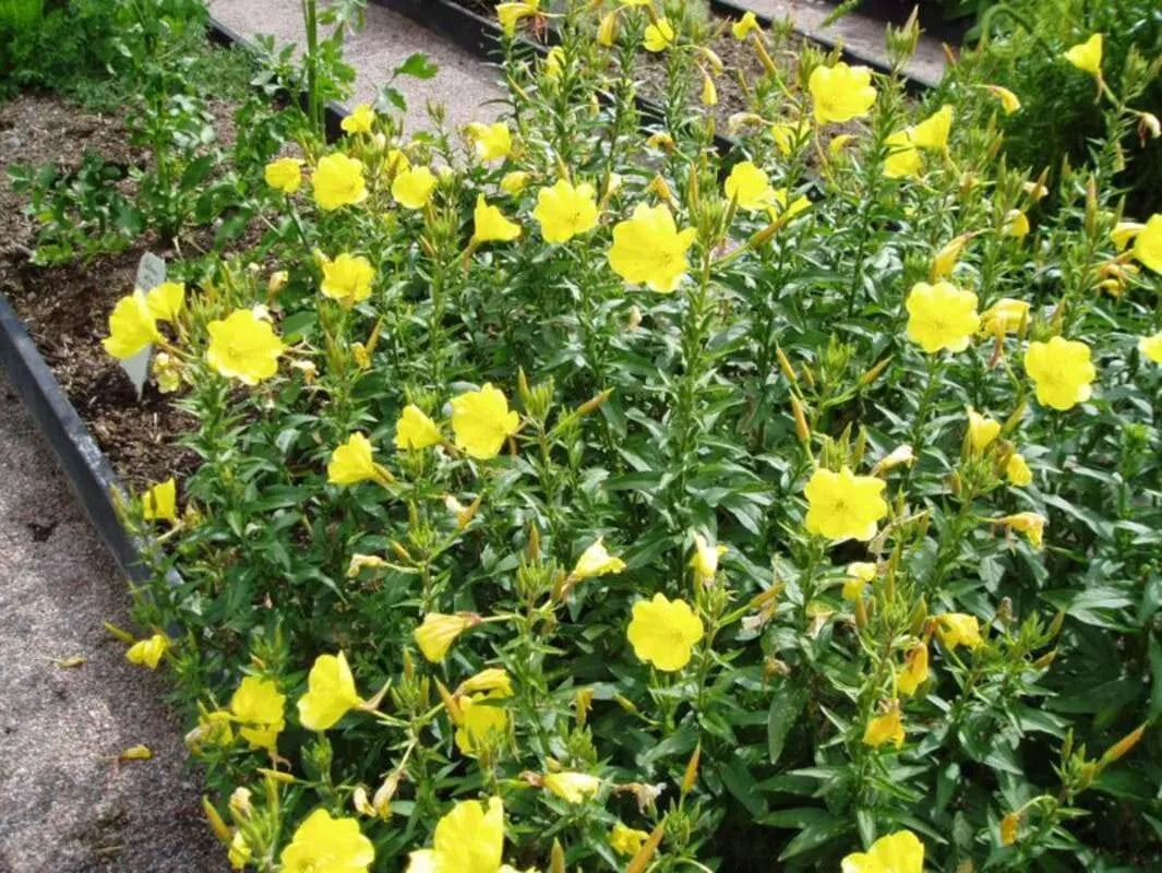 Evening Primrose Seeds - Organic Flower Seeds for Planting - Oenothera biennis - Yellow Blooms, Drought-Resistant, Perennial