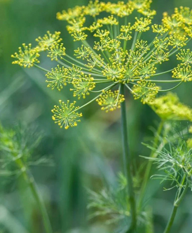 Dill Seeds 2000 Count Non-GMO Anethum graveolens Herb Seeds for Culinary & Garden