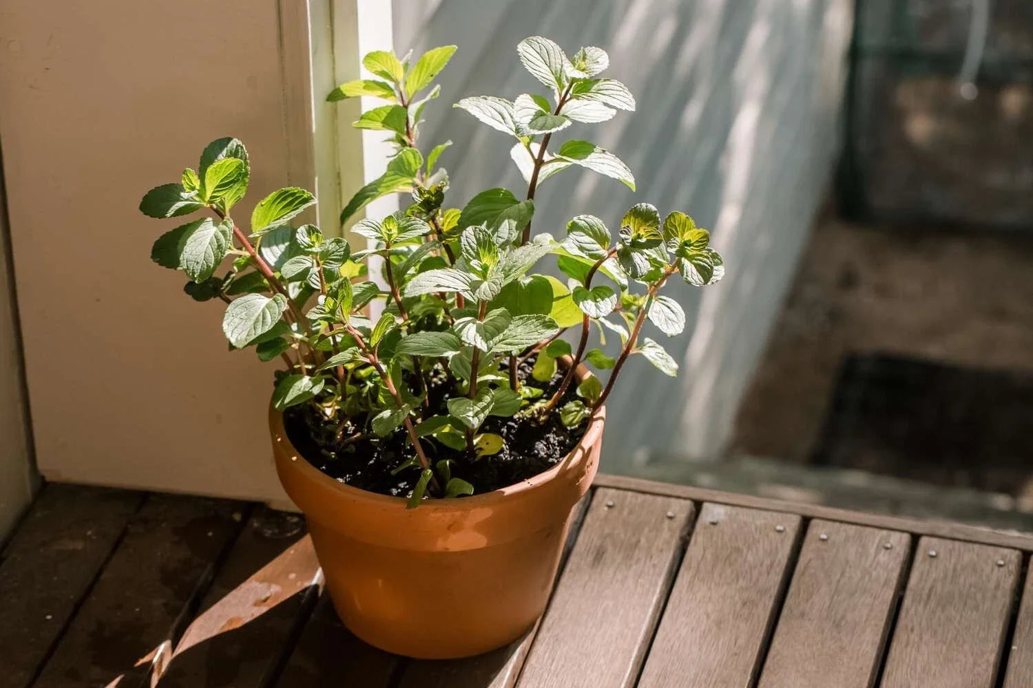 Chocolate Mint Live Plant - 8-Inch Organic Mentha x piperita 'Chocolate' Herb for Cooking & Indoor Gardens