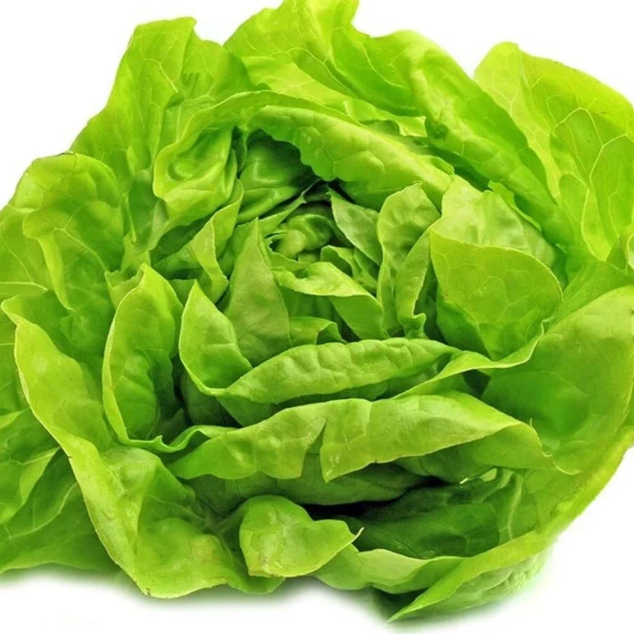 Organic Bibb Lettuce Seeds - Heirloom Lactuca sativa for Salad & Container Gardening - 200+ Non-GMO Seeds