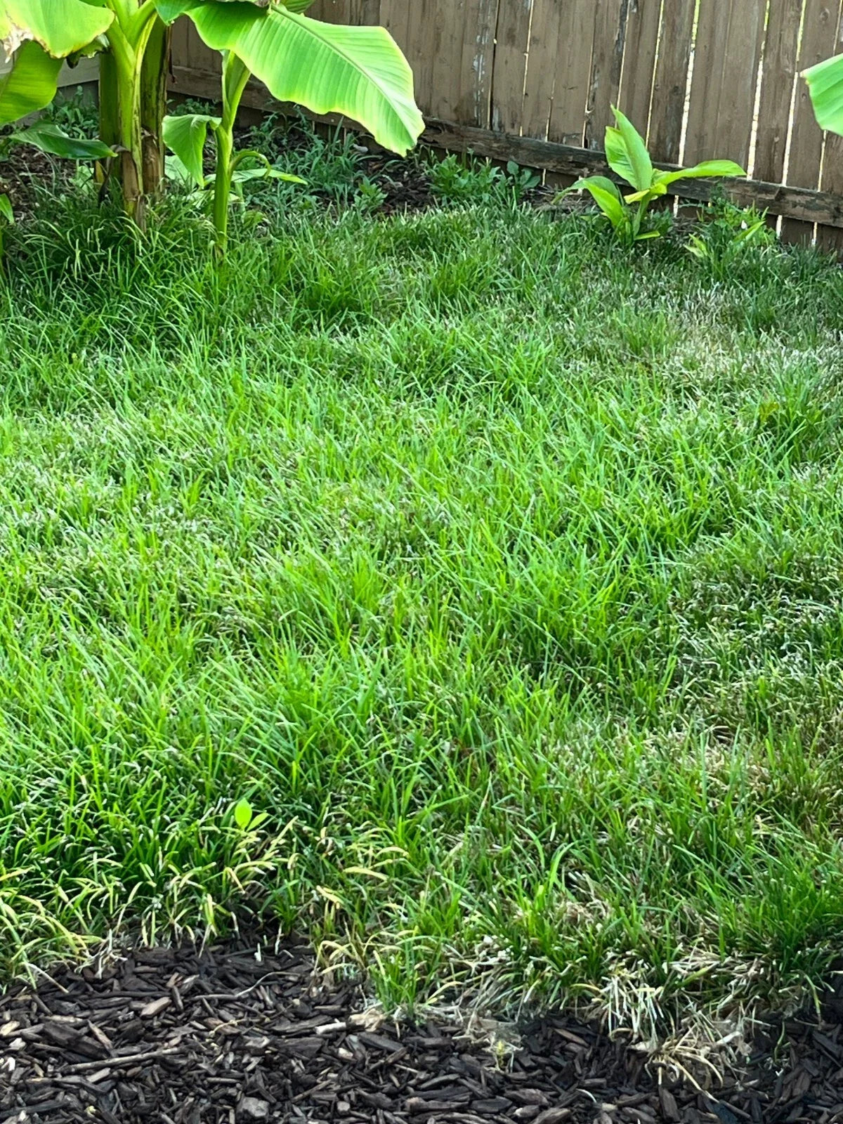 Thick Carpet Mondo Grass Groundcover Plants - 50+ Evergreen Ophiopogon japonicus for Shade & Sun