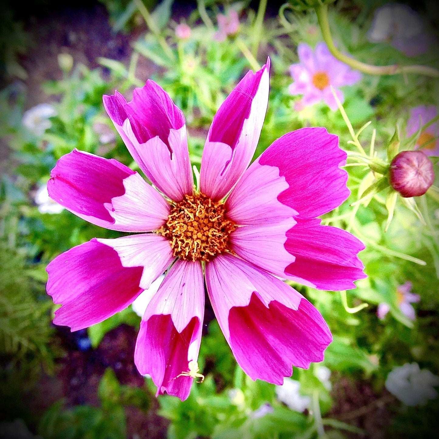 Cosmos Sea Shell Flower Seeds - Non-GMO, Vibrant Blooming Annual for Garden & Containers - Cosmos bipinnatus, 100 Seeds