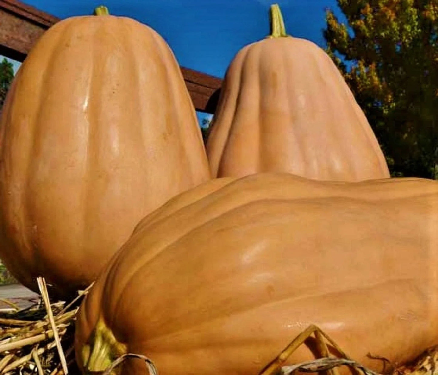 Kentucky Field Pumpkin Seeds - Non-GMO Heirloom Cucurbita pepo for Planting, Large Round Pumpkins, Fall Decor & Culinary Use
