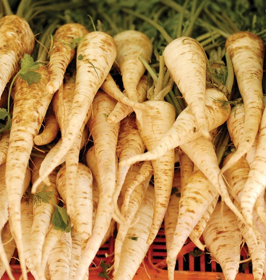 Parsnip Seeds - Heirloom, Fall Planting, Pastinaca sativa, Early Harris Model, 200 Seeds