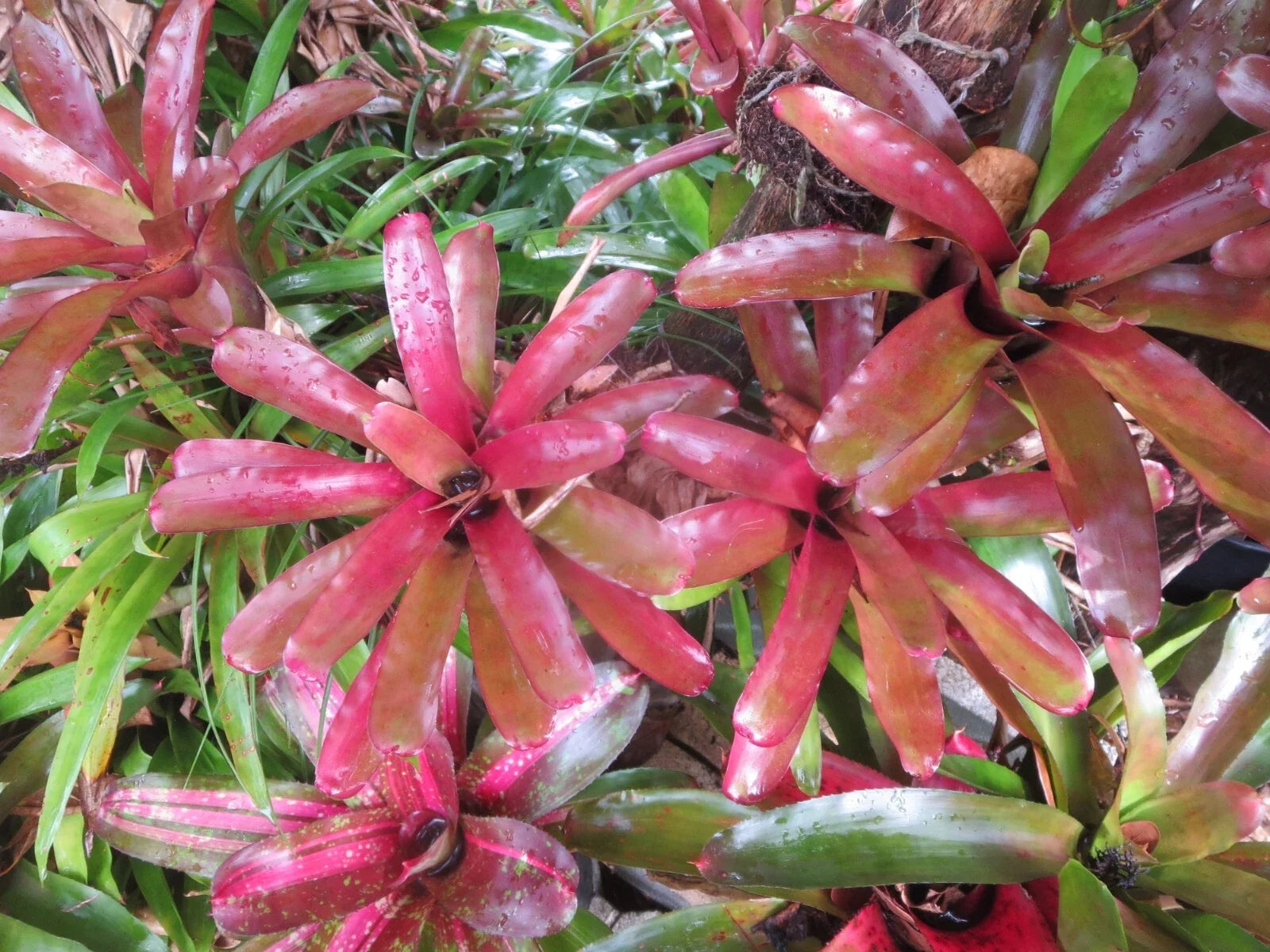 Neoregelia Fireball Bromeliad Set of 3 Tropical Indoor Outdoor Plants, Colorful Foliage