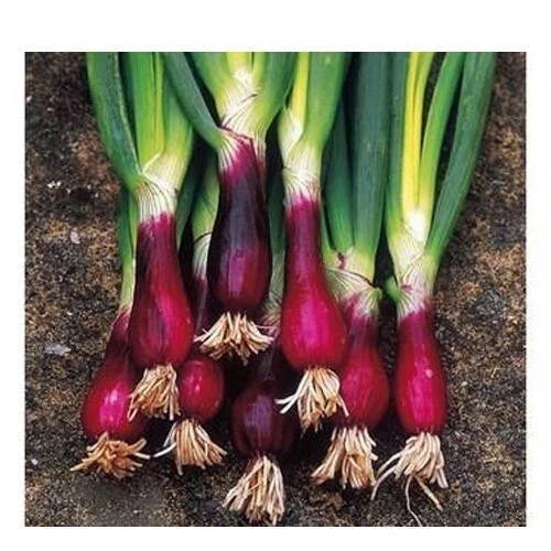 Red Welsh Bunching Onion Seeds - 100 Non-GMO Allium fistulosum Seeds