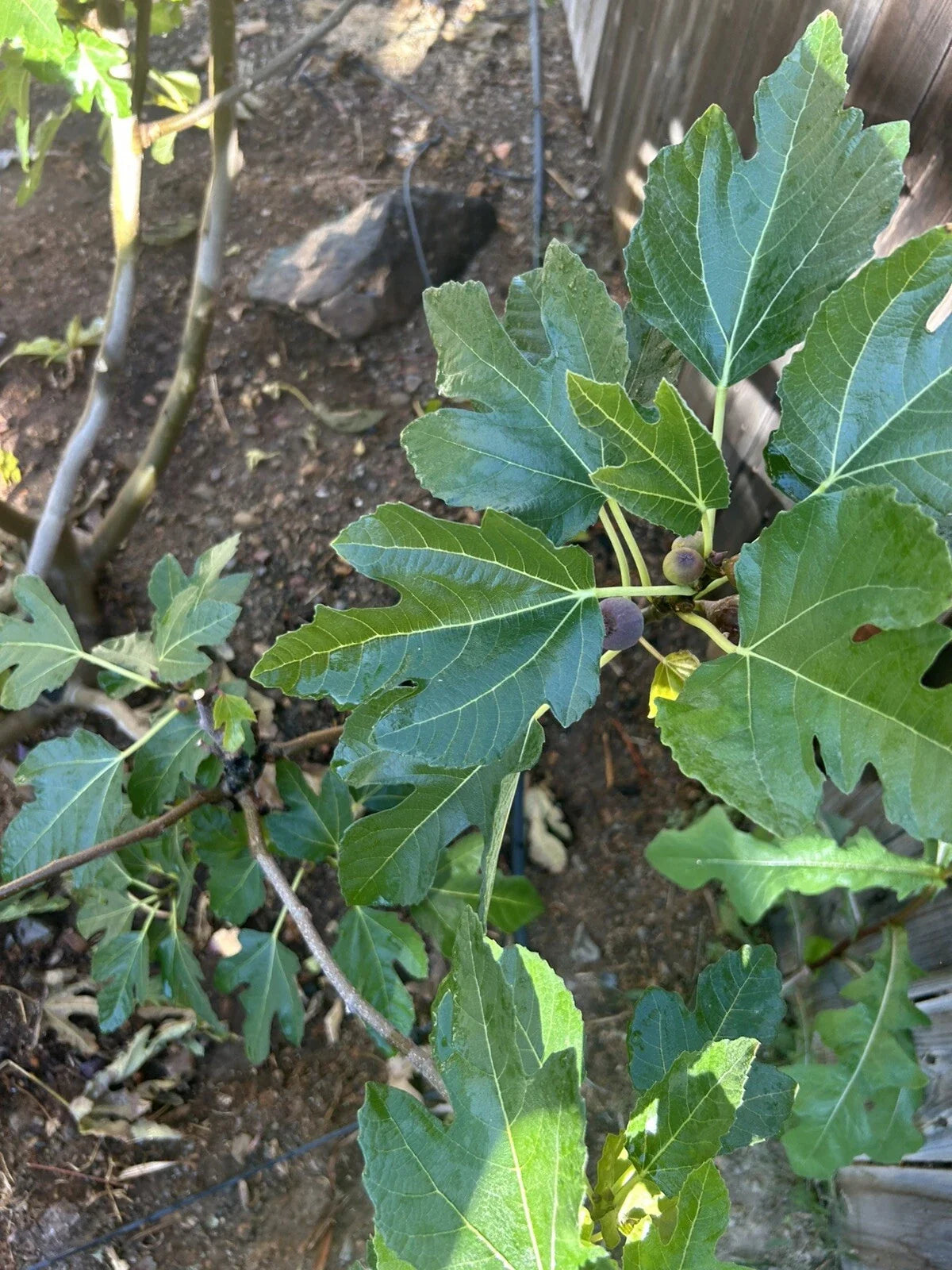 Black Madeira Fig Cuttings 3 Pack Ficus carica 'Black Madeira' for Propagation, Edible Fruit, Garden or Container Planting