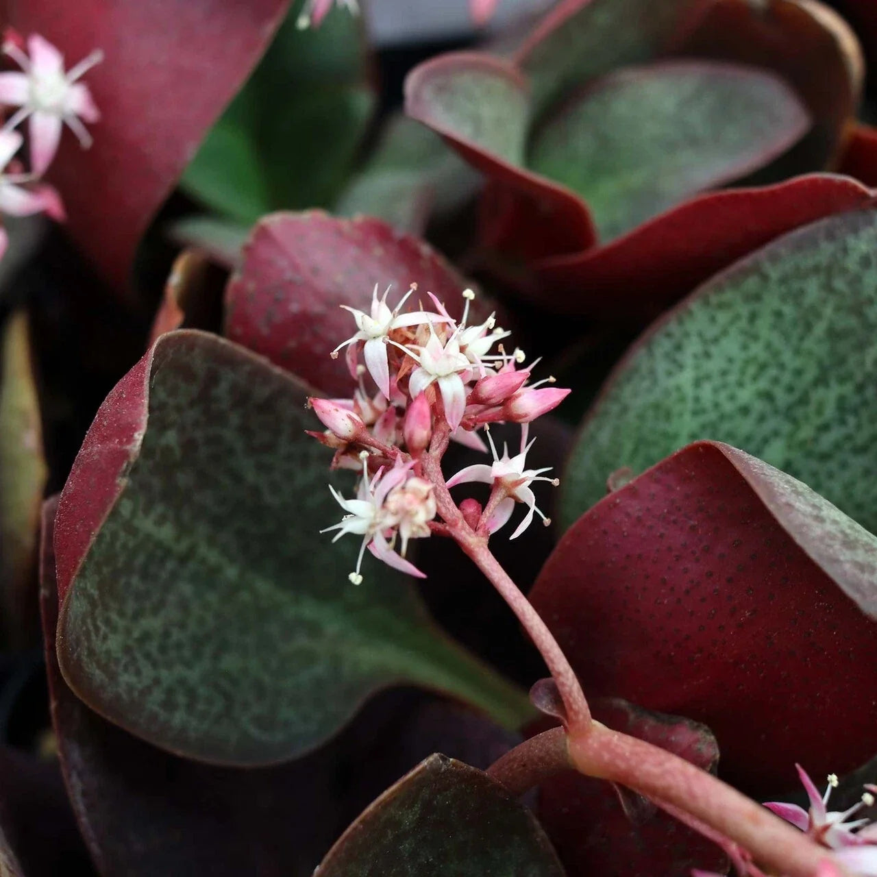 Succulent Cuttings 2" Crassula multicava Fairy Jade Unrooted Live Plant for Container & Garden