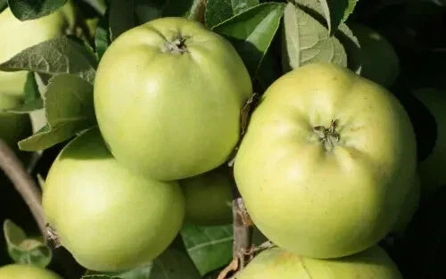 25+ Keswick Codlin Apple Seeds for Planting - Malus domestica Heirloom Variety for Home Garden
