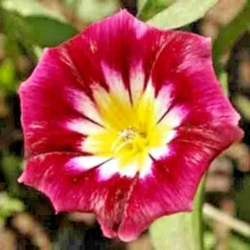 Morning Glory Seeds - 25 Pack Hummingbird Mix Dwarf Vining Flowers Ipomoea purpurea for Gardens & Containers
