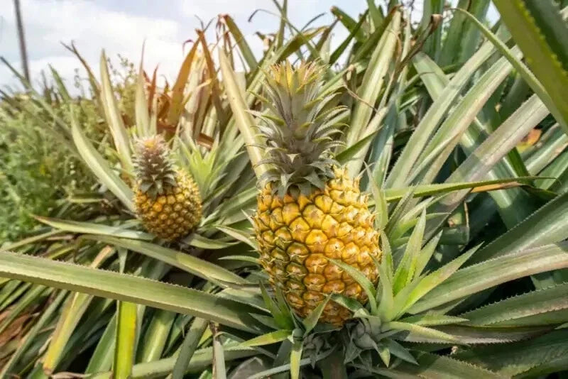 Mauritius Pineapple Seeds - Ananas comosus, Garden Planting, Tropical Fruit, Perennial, Full Sun, 15+ Seeds