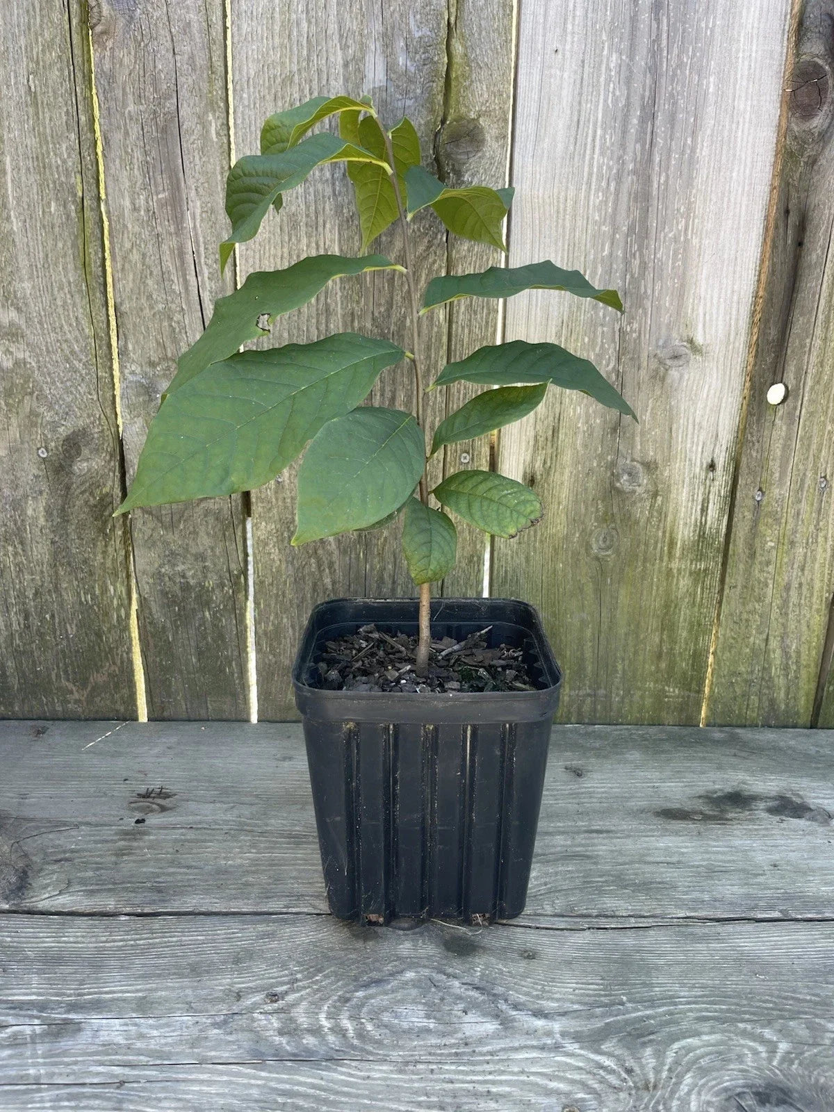 Potted Pawpaw Tree 1 Gallon 2 Yr Old Asimina triloba 12-16" Ready to Plant for Home Garden
